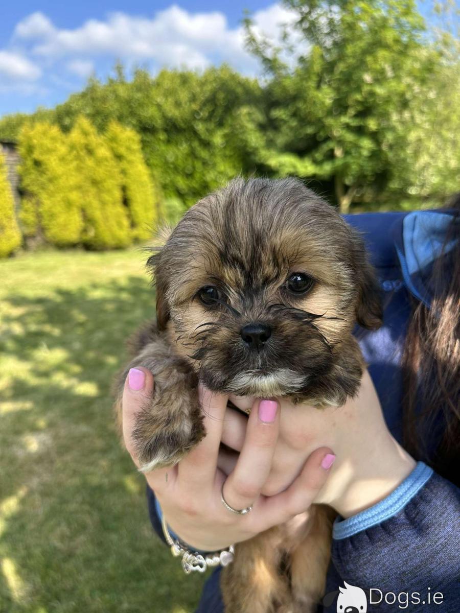 Chihuahua Mix Shih Tzu Cross Border Terrier Shih Tzu Pugs Mixed