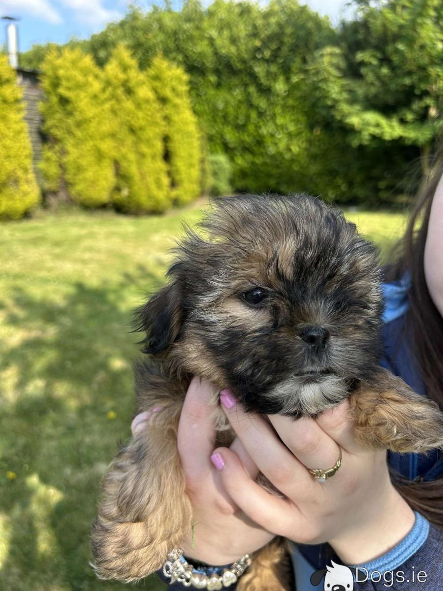 Terrier Large Cross Breed Puppies For Sale Teacup Yorkie Shih Tzu