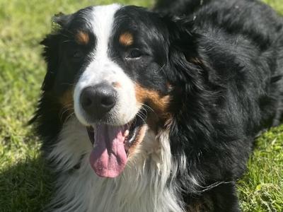 Beautiful Bernese Mountain Dog