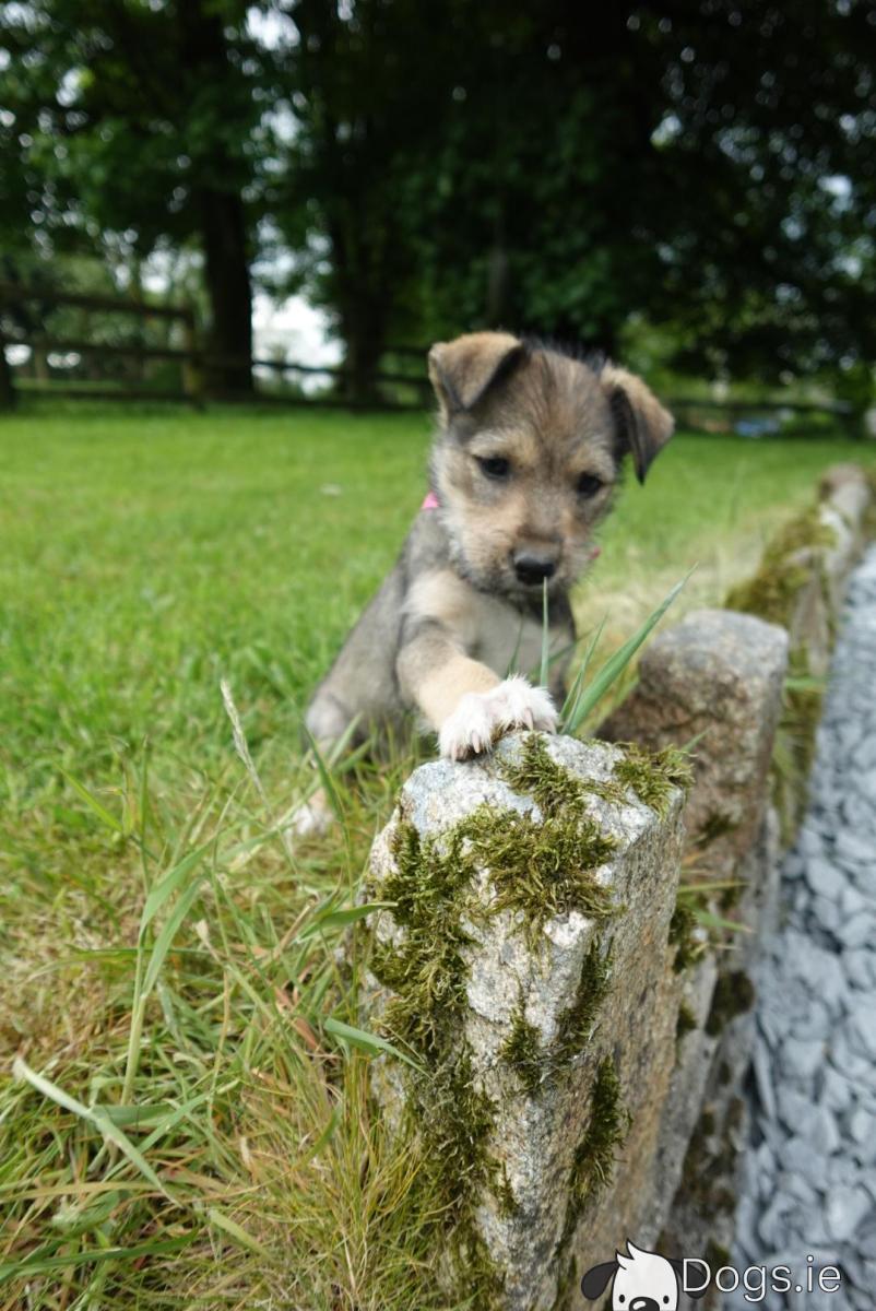 Dog Breed Jack Russel Schnauzer Mix Terrier Vs Beagle Jack Russell