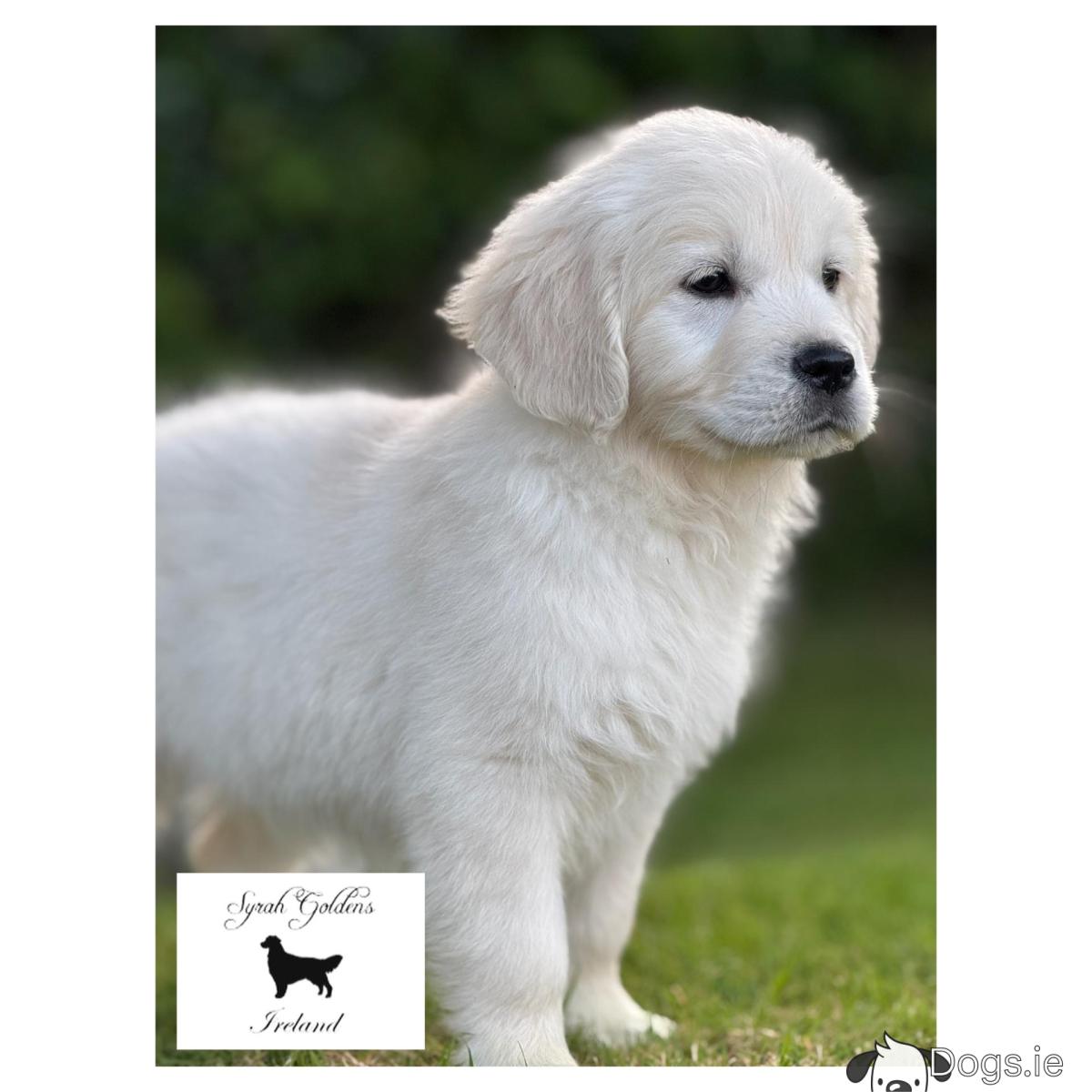 Irish Cream Retriever White Golden Retriever Puppies For Sale