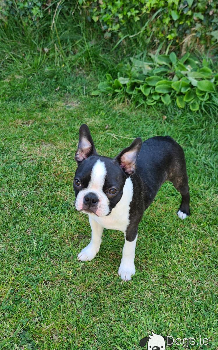 Boston Terrier Shih Tzu Mix Puppies Chihuahua Boston Terrier Shih