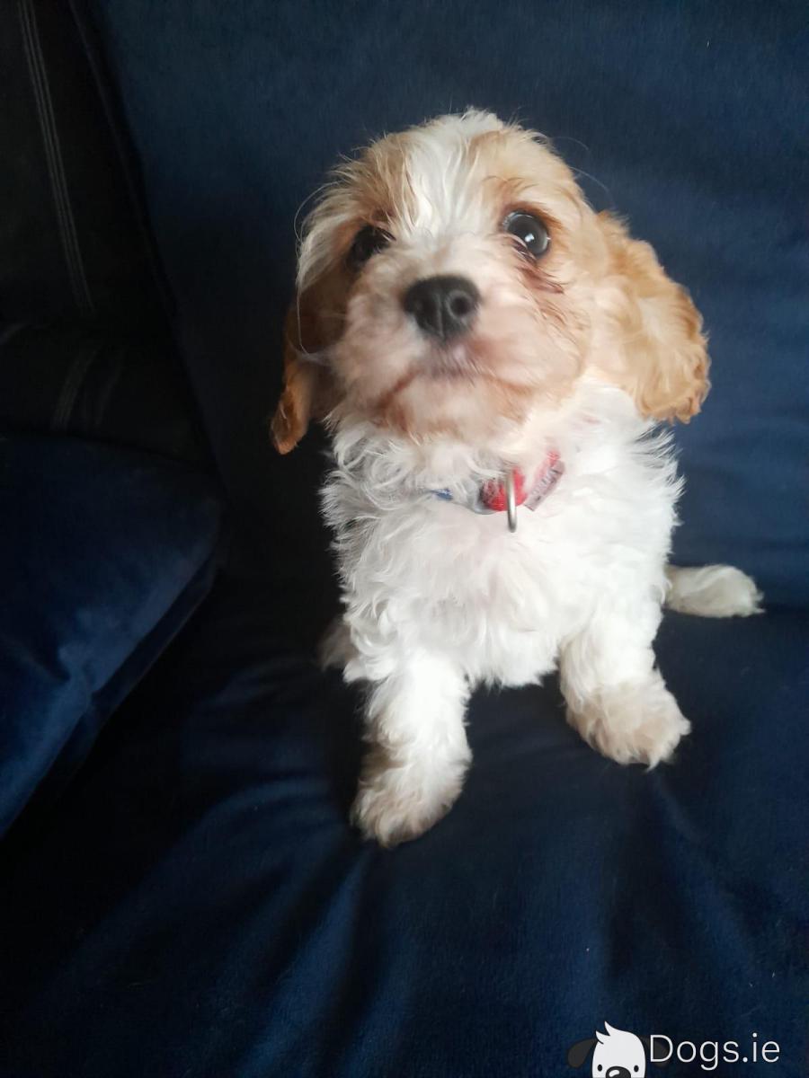 King Cocker Spaniel Cross Cavalier For Sale Russell Cross Cavalier