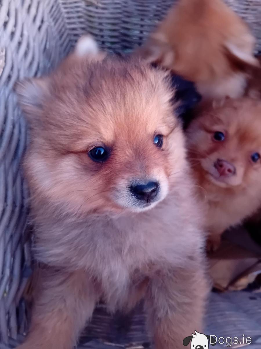 Spitz Dogs Giant German Spitz Puppies For Sale German Spitz