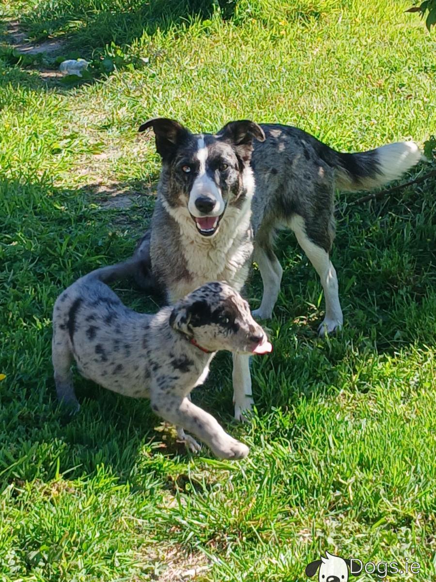 Australian Shepherd Blue Heelers For Sale Near Me Miniature Blue