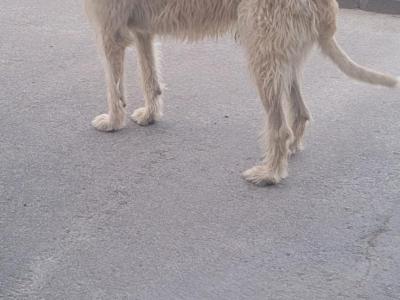 Purebred IKC Registered Irish Wolfhound puppies in Kerry