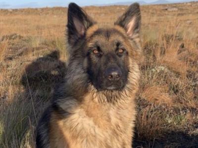 IKC Registered German Shepherd Stud