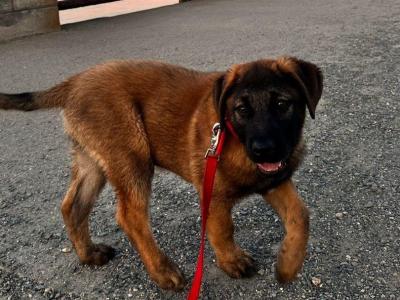 Leonberger x Belgium Malinois female