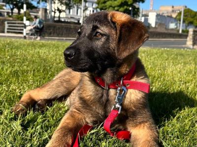 Leonberger x Belgium Malinois female