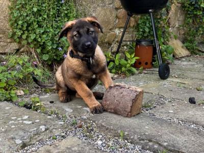 Leonberger x Belgium Malinois female