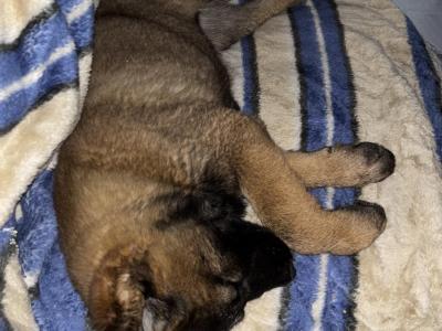 Leonberger x Belgium Malinois female