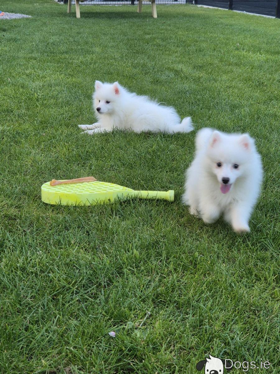 Eskimo Spitz American Eskimo Border Collie Mix Infratrol Pet