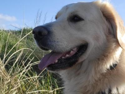 Chester The Golden Retreiver ✨️Gentle Giant✨️ ✨️Purebred✨️