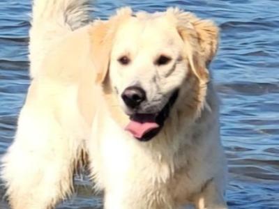 Chester The Golden Retreiver ✨️Gentle Giant✨️ ✨️Purebred✨️