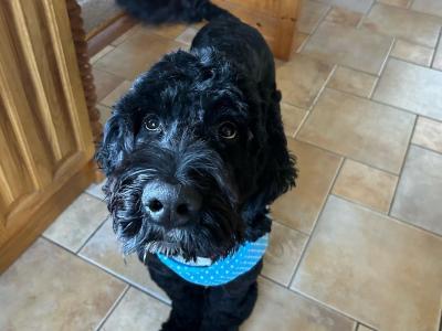 Bernedoodle Stud Available