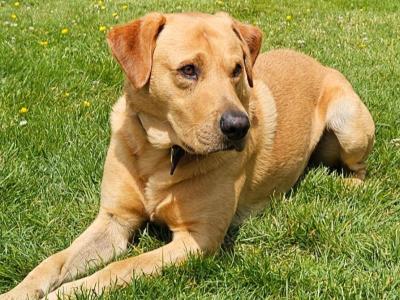 IKC-Registered Labrador Retriever for Stud – “Riley”