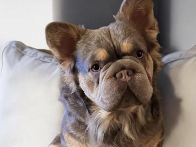 English Bulldog stud in Tipperary