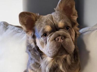 English Bulldog stud in Tipperary