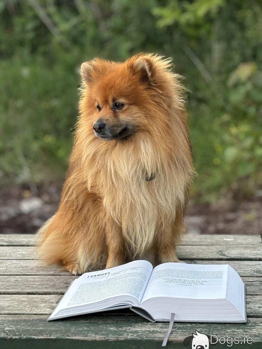 Prince the Pomeranian for stud