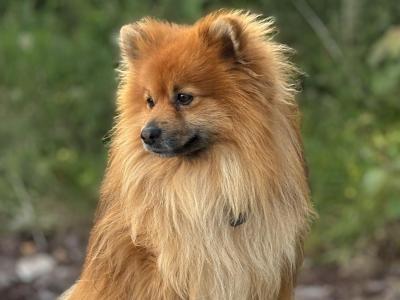 Prince the Pomeranian for stud