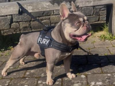 Fury Top Quality Lilac and Tan French Bulldog