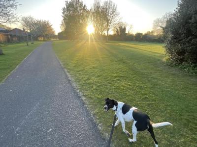 Elvis is a friendly male Terrier X for sale in Dublin