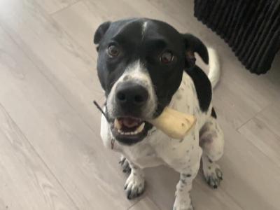 Elvis is a friendly male Terrier X for sale in Dublin