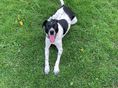 Elvis is a friendly male Terrier X for sale in Dublin