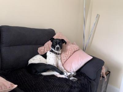 Elvis is a friendly male Terrier X for sale in Dublin