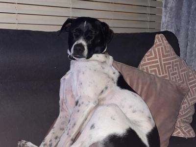 Elvis is a friendly male Terrier X for sale in Dublin
