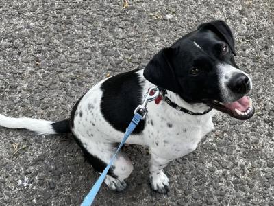Elvis is a friendly male Terrier X for sale in Dublin