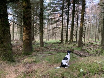 Elvis is a friendly male Terrier X for sale in Dublin