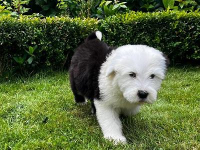 Old English Sheepdog puppies in Tipperary