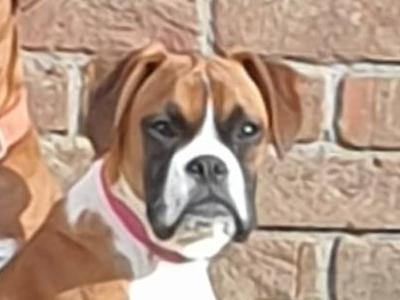 Female Boxer puppy 10 months old for sale in Sligo