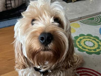 Cooper wants to be a dad
