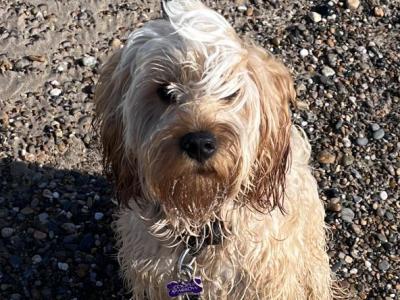 Cooper wants to be a dad