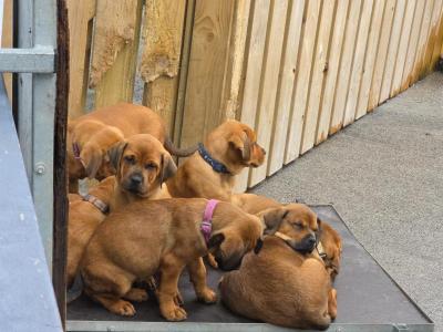 Rottweiler x Boerboel puppies in Galway