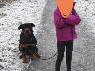 Rottweiler needs a good home.