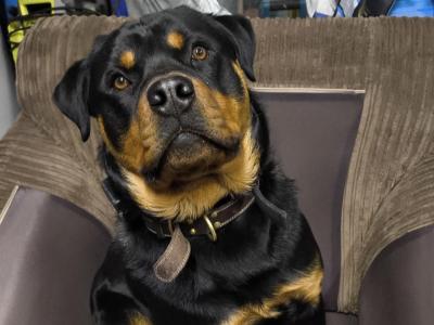 Rottweiler needs a good home.