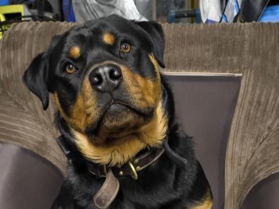 Murphy is a male Rottweiler puppy 14 months old in Meath needs a good home.