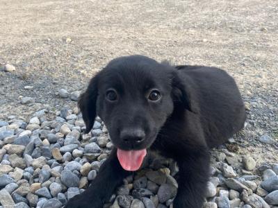 Gorgeous Swedish Lapphund x puppies in Tipperary