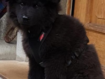 Gorgeous Swedish Lapphund x puppies in Tipperary