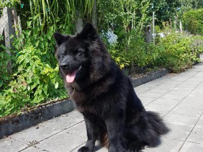 Gorgeous Swedish Lapphund x puppies in Tipperary