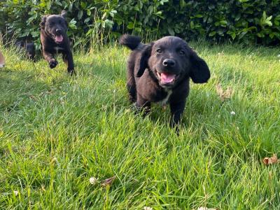 Gorgeous Swedish Lapphund x puppies in Tipperary