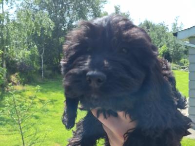Cockapoo puppies in Carlow - €400