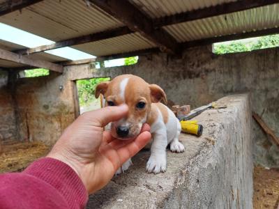 Jack Russell puppies for sale in Cork