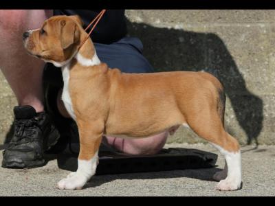 Original Bloodline Olde English Bulldogge puppies in Dublin