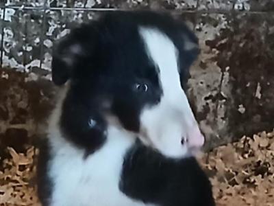 Border Collie puppies from Purebred Bitch for sale in Galway