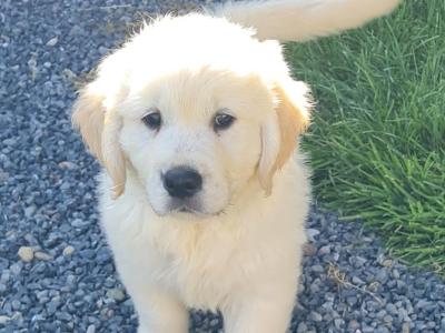 Adorable purebred IKC Registered Golden Retriever puppies in Tipperary