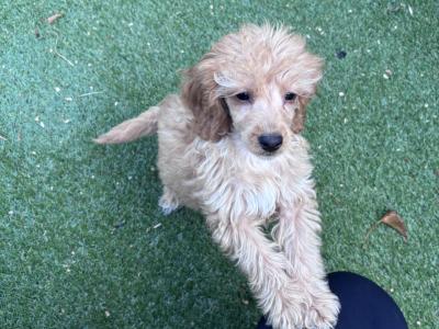 Miniature Cockapoo puppies ready to go in Tipperary